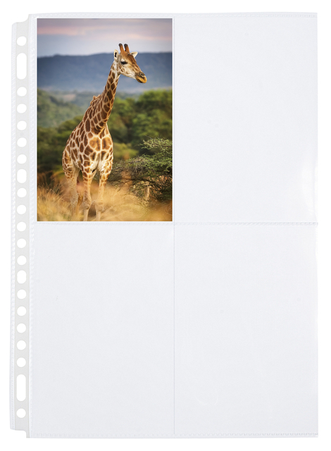 Dier, Giraffe, Zoogdier, Wilde dieren