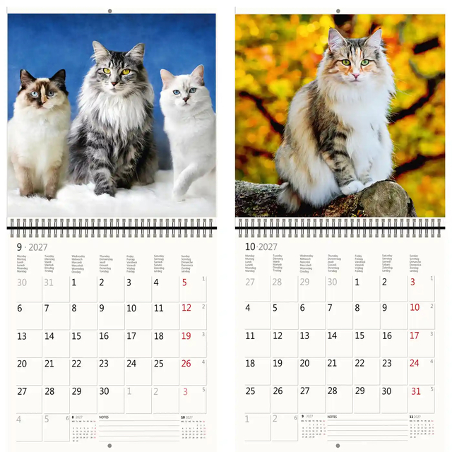 Kalender 2027 Helma 365 30x30cm katten